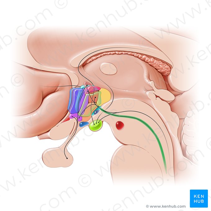 Descending hypothalamic fibers (Fibrae hypothalamicae descendentes); Image: Paul Kim