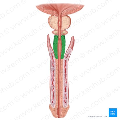 Bulb of penis (Bulbus penis); Image: Samantha Zimmerman