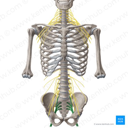 Plexo sacral (Plexus sacralis); Imagem: Yousun Koh