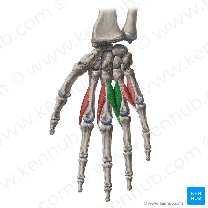 3° músculo lumbrical (Musculus lumbricalis 3 manus); Imagem: Yousun Koh