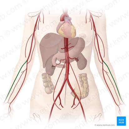 Radial artery (Arteria radialis); Image: Begoña Rodriguez