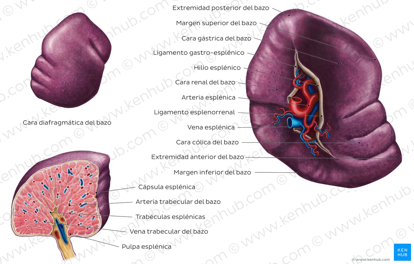 Histología del bazo Ubicación, funciones, estructura Kenhub