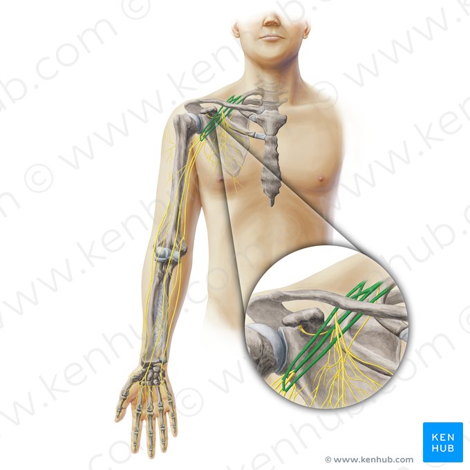 Plexo braquial (Plexus brachialis); Imagen: Paul Kim