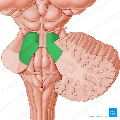 Pedúnculo cerebeloso superior (Pedunculus cerebellaris superior); Imagen: Paul Kim