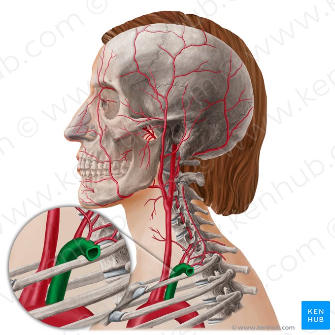 Left subclavian artery (Arteria subclavia sinistra); Image: Yousun Koh