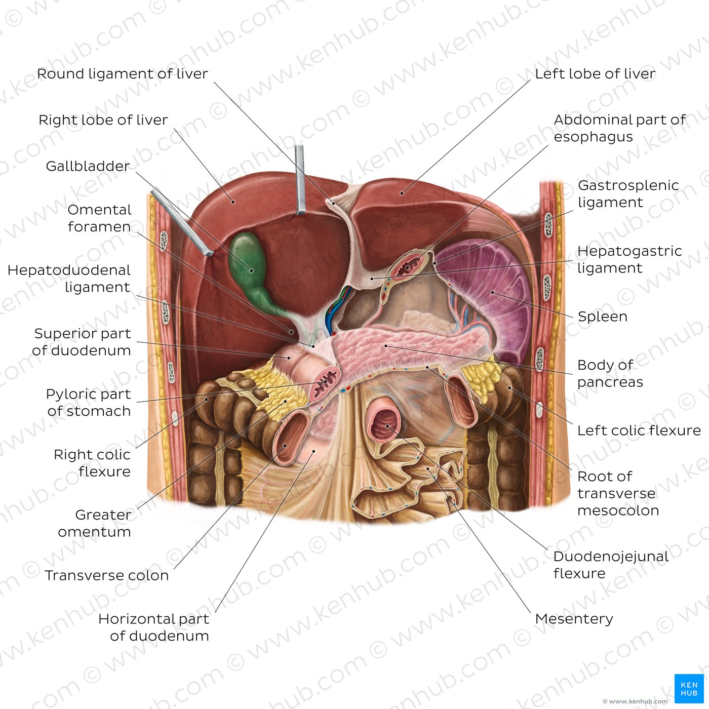 Right upper quadrant: Anatomy, organs and causes of pain