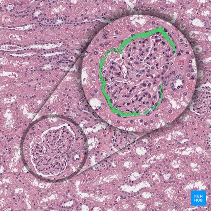 Spatium capsulare glomerularis (Glomerulärer Kapselraum); Bild: 