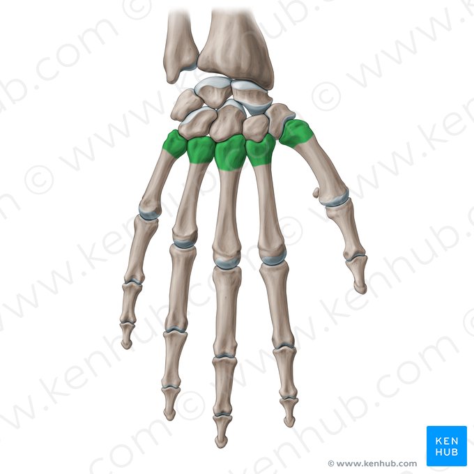 Base of metacarpal bone (Basis ossis metacarpi); Image: Paul Kim