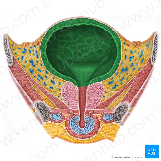 Cuerpo de la vejiga urinaria (Corpus vesicae urinariae); Imagen: Irina Münstermann