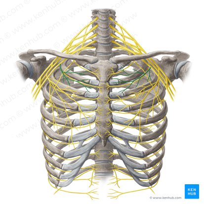 Nervio pectoral medial (Nervus pectoralis medialis); Imagen: Yousun Koh