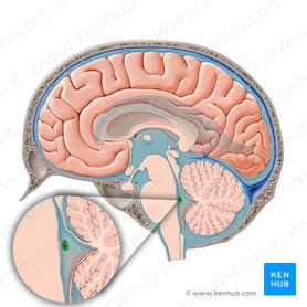 Brainstem: Definition, anatomy, parts, function | Kenhub