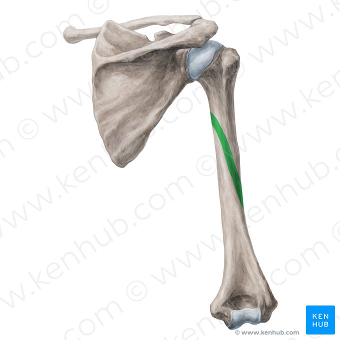 Sulco radial do úmero (Sulcus nervi radialis humeri); Imagem: Yousun Koh