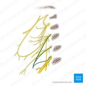 Phrenic nerve (Nervus phrenicus); Image: Begoña Rodriguez