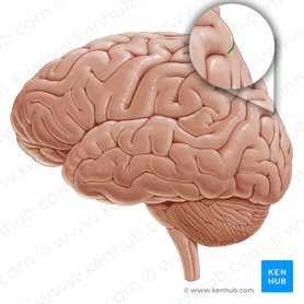 Surco parietooccipital (Sulcus parietooccipitalis); Imagen: Paul Kim
