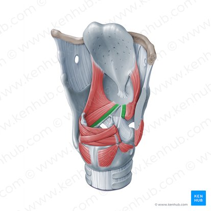 Músculo vocal (Musculus vocalis); Imagem: Paul Kim