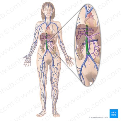 Vena cava inferior (Untere Hohlvene); Bild: Begoña Rodriguez