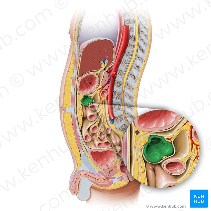 Transverse colon (Colon transversum); Image: Paul Kim