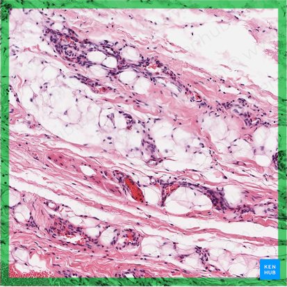 Tecido conjuntivo frouxo (Textus connectivus laxus); Imagem: 