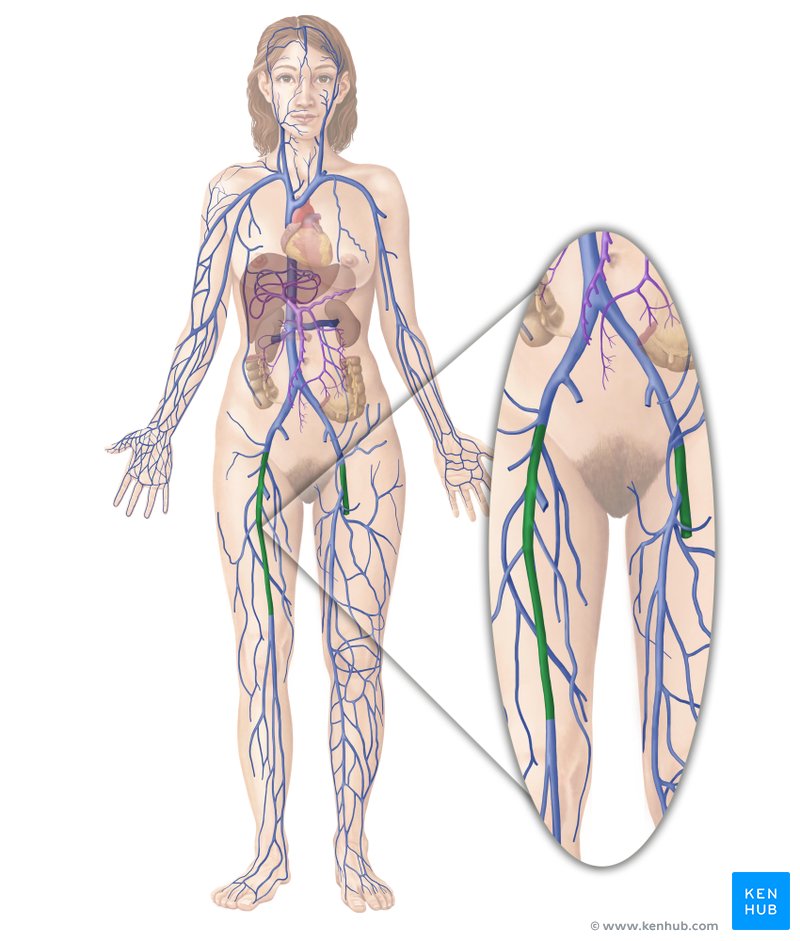 vena femoral vena safena
