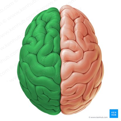 Hemisferio cerebral izquierdo (Hemisphaerium sinistrum cerebri); Imagen: Paul Kim
