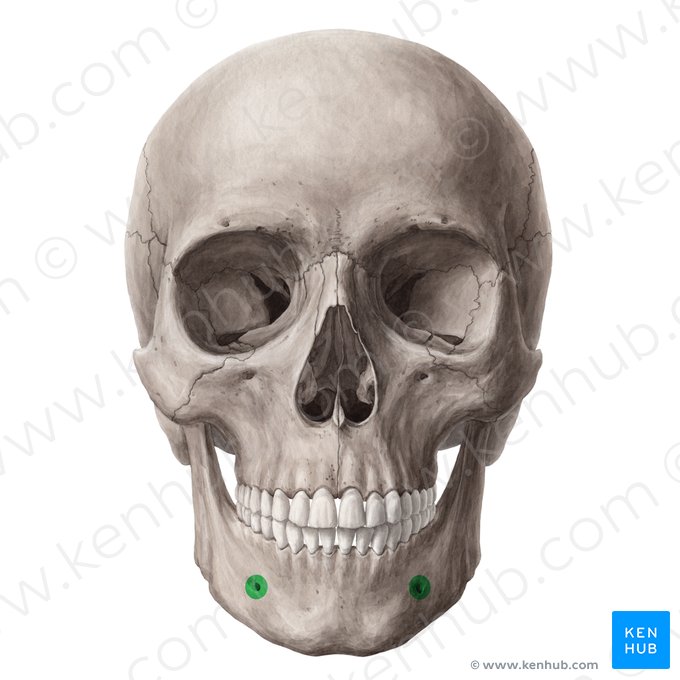 Forame mentual (Foramen mentale mandibulae); Imagem: Yousun Koh