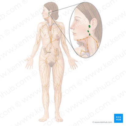 Tonsil (Tonsilla); Image: Begoña Rodriguez