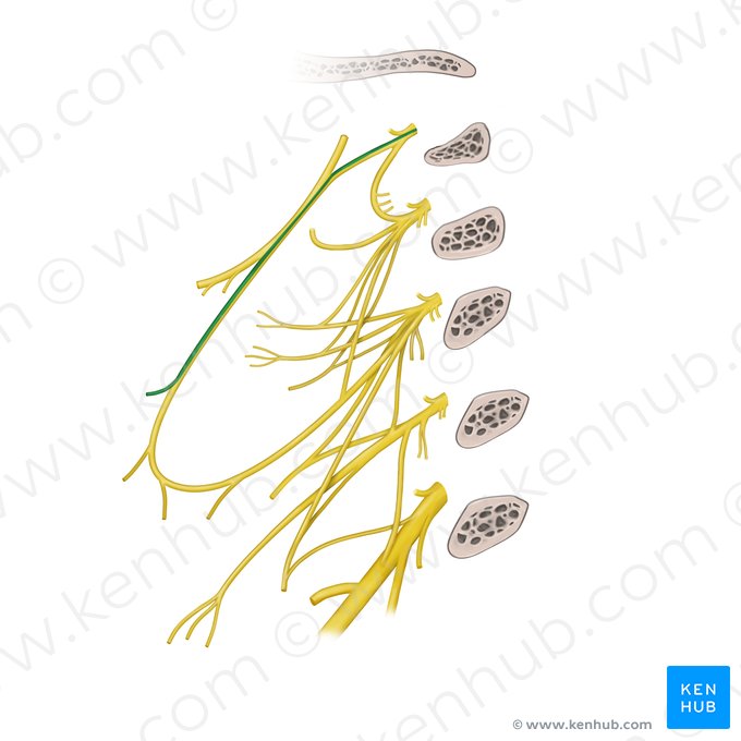 Ramo para el músculo omohioideo (vientre superior) del plexo cervical (Ramus omohyoideus superior ansae cervicalis); Imagen: Paul Kim