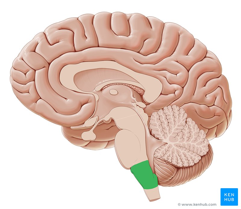 Medulla oblongata - medial view