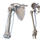 Main veins of the upper and lower limbs