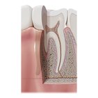 Anatomie des Zahns