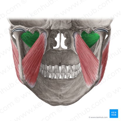 Músculo pterigóideo lateral (Musculus pterygoideus lateralis); Imagem: Yousun Koh