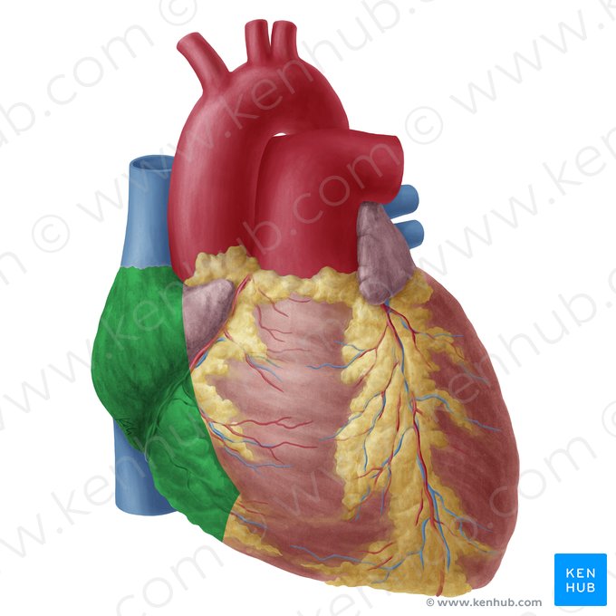 Cara pulmonar derecha del corazón (Facies dextra cordis); Imagen: Yousun Koh