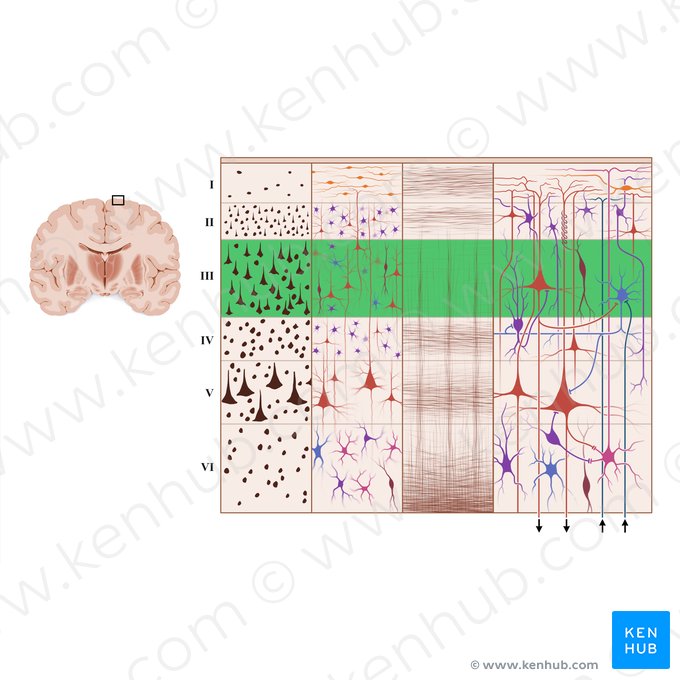 Capa piramidal externa de la corteza cerebral (Lamina pyramidalis externa); Imagen: Paul Kim