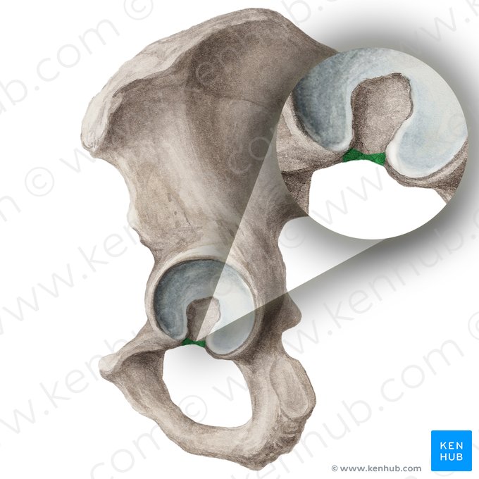 Incisura acetabuli ossis coxae (Hüftpfanneneinschnitt des Hüftbeins); Bild: Liene Znotina