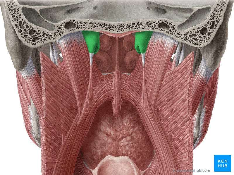 The cartilaginous part of the Eustachian tube - posterior view