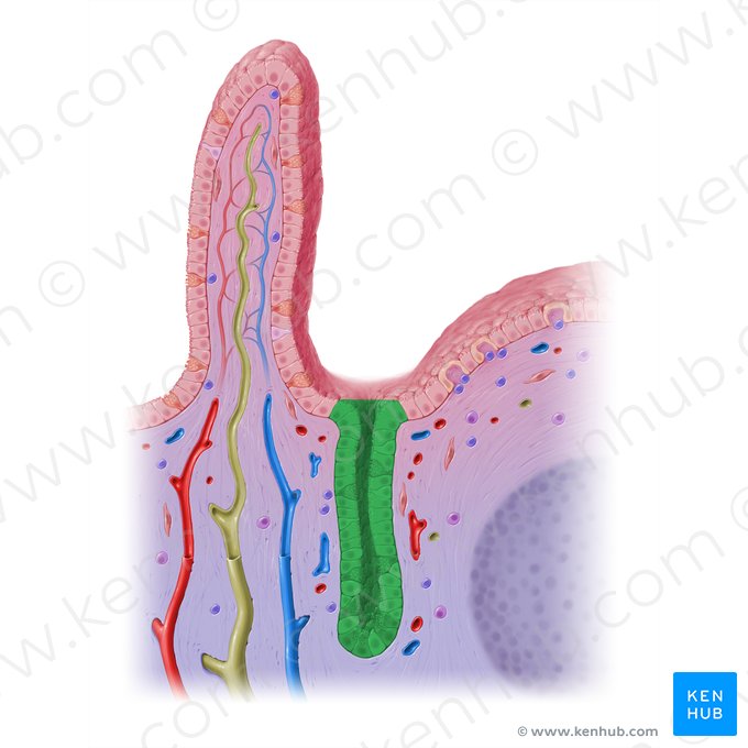 Cripta intestinal (de Lieberkühn) (Crypta intestinalis); Imagem: Paul Kim