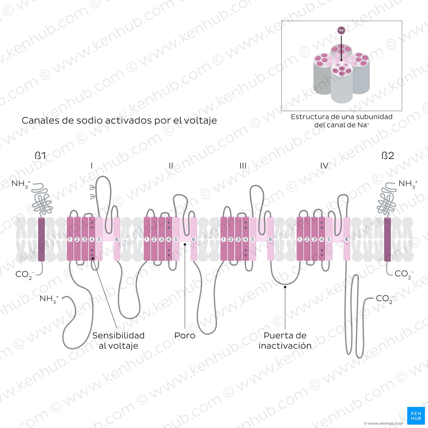 Microstructure of voltage-gated sodium ion channels
