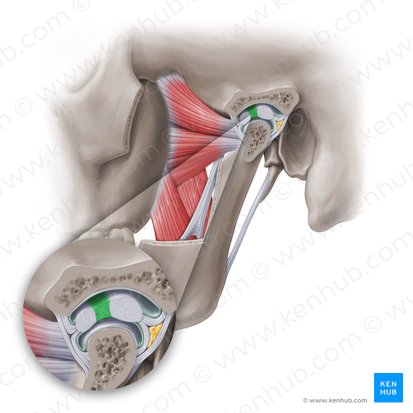 Intermediate zone of articular disc of temporomandibular joint (Zona intermedia disci articulationis temporomandibularis); Image: Paul Kim