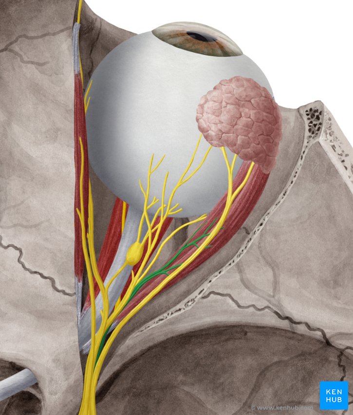 Abducens nerve - cranial view