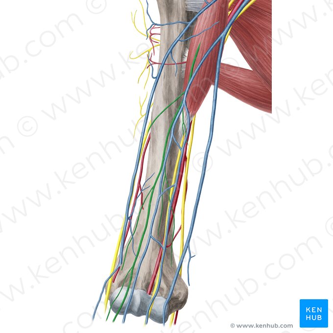 Musculocutaneous nerve (Nervus musculocutaneus); Image: Yousun Koh