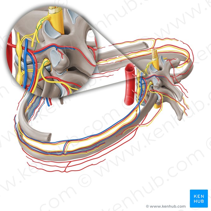 Rama espinal de la arteria intercostal posterior (Ramus spinalis arteriae intercostalis posterioris); Imagen: Paul Kim