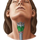 Cartilagens da laringe