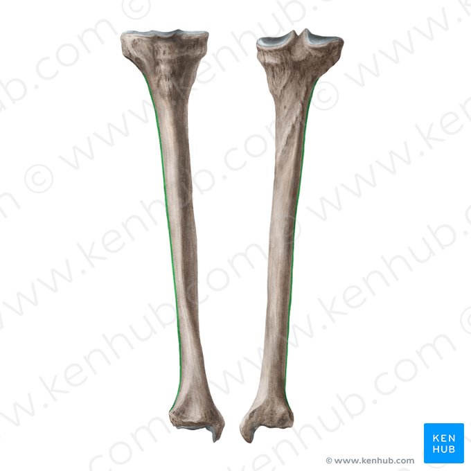 Borde interóseo de la tibia (Margo interosseus tibiae); Imagen: Liene Znotina