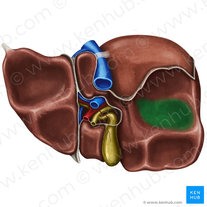 Renal impression of liver (Impressio renalis hepatis); Image: Irina Münstermann