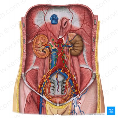 Lumbar lymph nodes (Nodi lymphoidei lumbales); Image: Esther Gollan