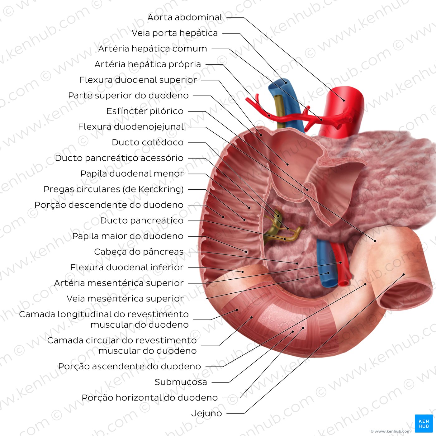 Estrutura do duodeno - um diagrama