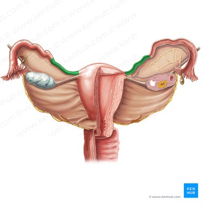 Istmo de la tuba uterina (Isthmus tubae uterinae); Imagen: Samantha Zimmerman