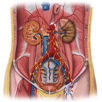 Nerves, vessels and lymphatics of the pelvis