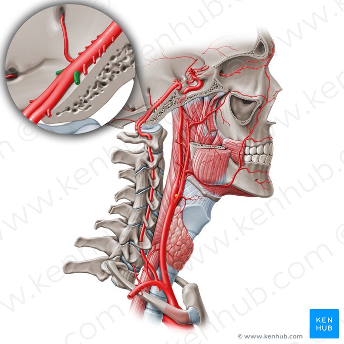 Artéria cerebelar inferior anterior (Arteria inferior anterior cerebelli); Imagem: Paul Kim