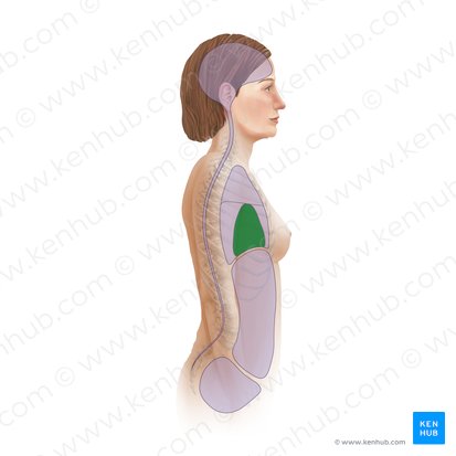 Mediastinum medium (Mittleres Mediastinum); Bild: Paul Kim